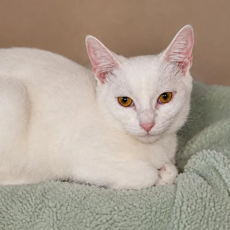 A baby small-sized female White Domestic Short Hair cat named Celeste for adoption in Hopewell, VA