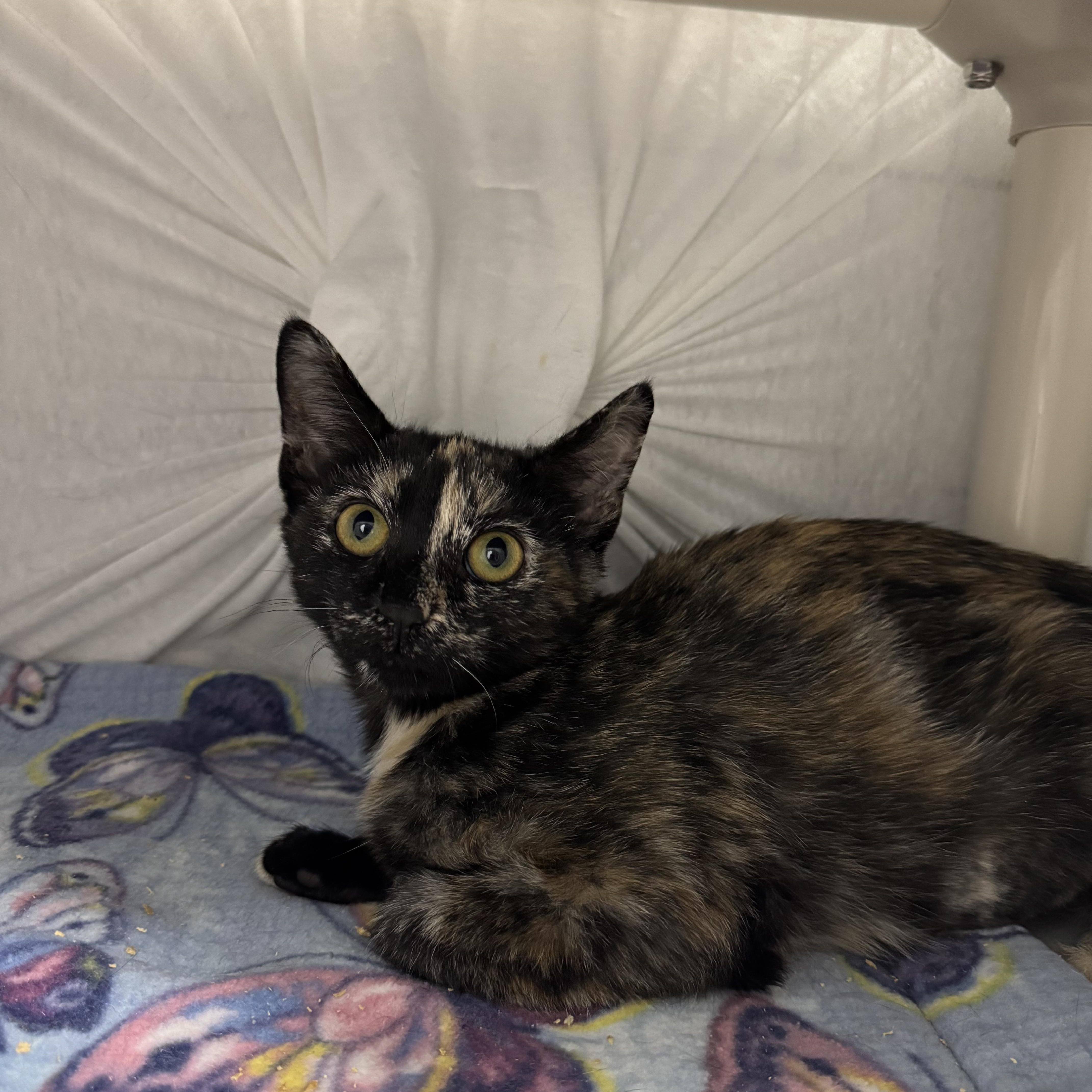 A young medium-sized female Torbie Domestic Short Hair cat named Thelma and Louis for adoption in Mount Vernon, OH
