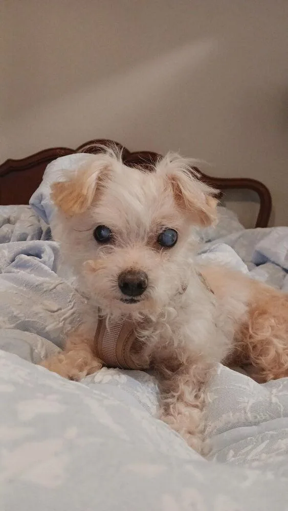 Milo