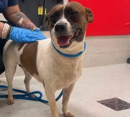 An adult medium-sized female Parson Russell Terrier dog named Juniper for adoption in Honolulu, HI