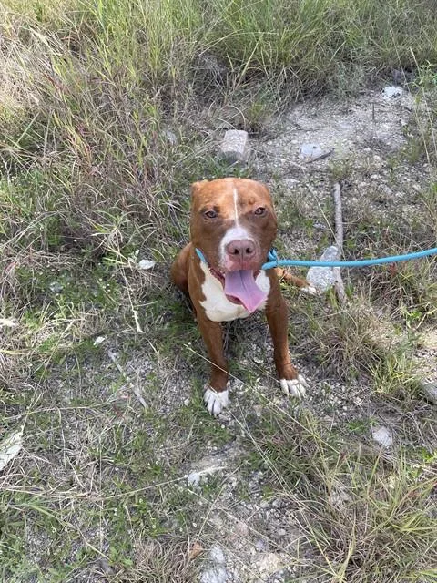 A young medium-sized male Pit Bull Terrier dog named Chili Pepper for adoption in Killeen, TX