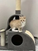 A baby small-sized female Domestic Short Hair cat named Buggie for adoption in Fergus Falls, MN