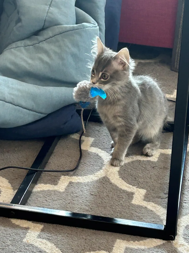 Chicken And Noodle  thumbnail 2