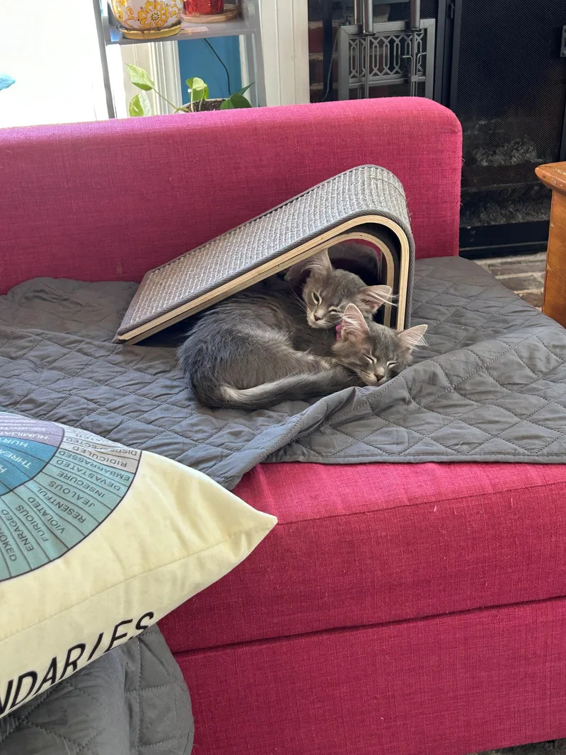 Chicken And Noodle  thumbnail 3