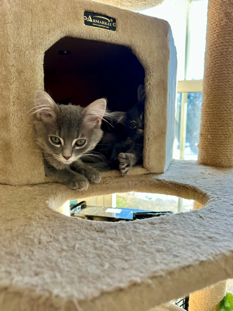 Chicken And Noodle  thumbnail 4