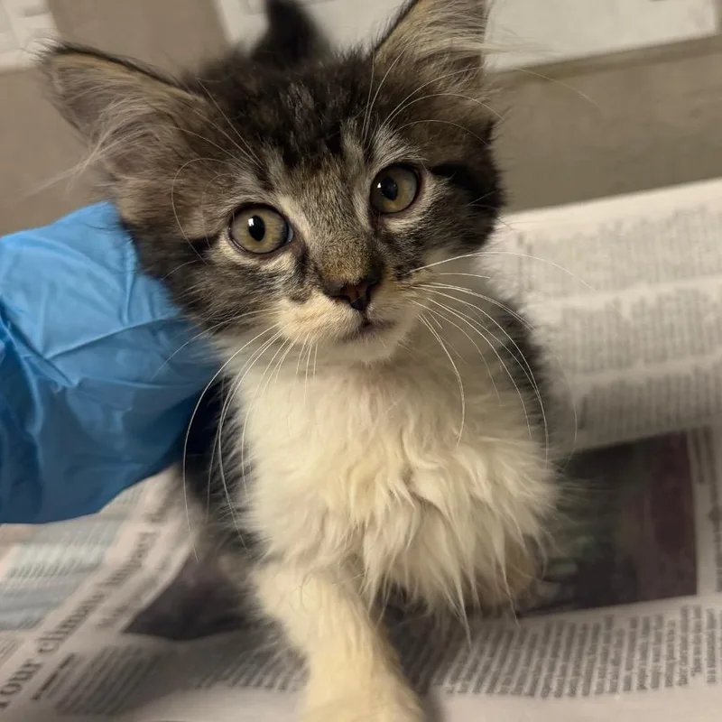 A baby small-sized female Gray / Blue / Silver Domestic Short Hair cat named Fern for adoption in Yuma, AZ