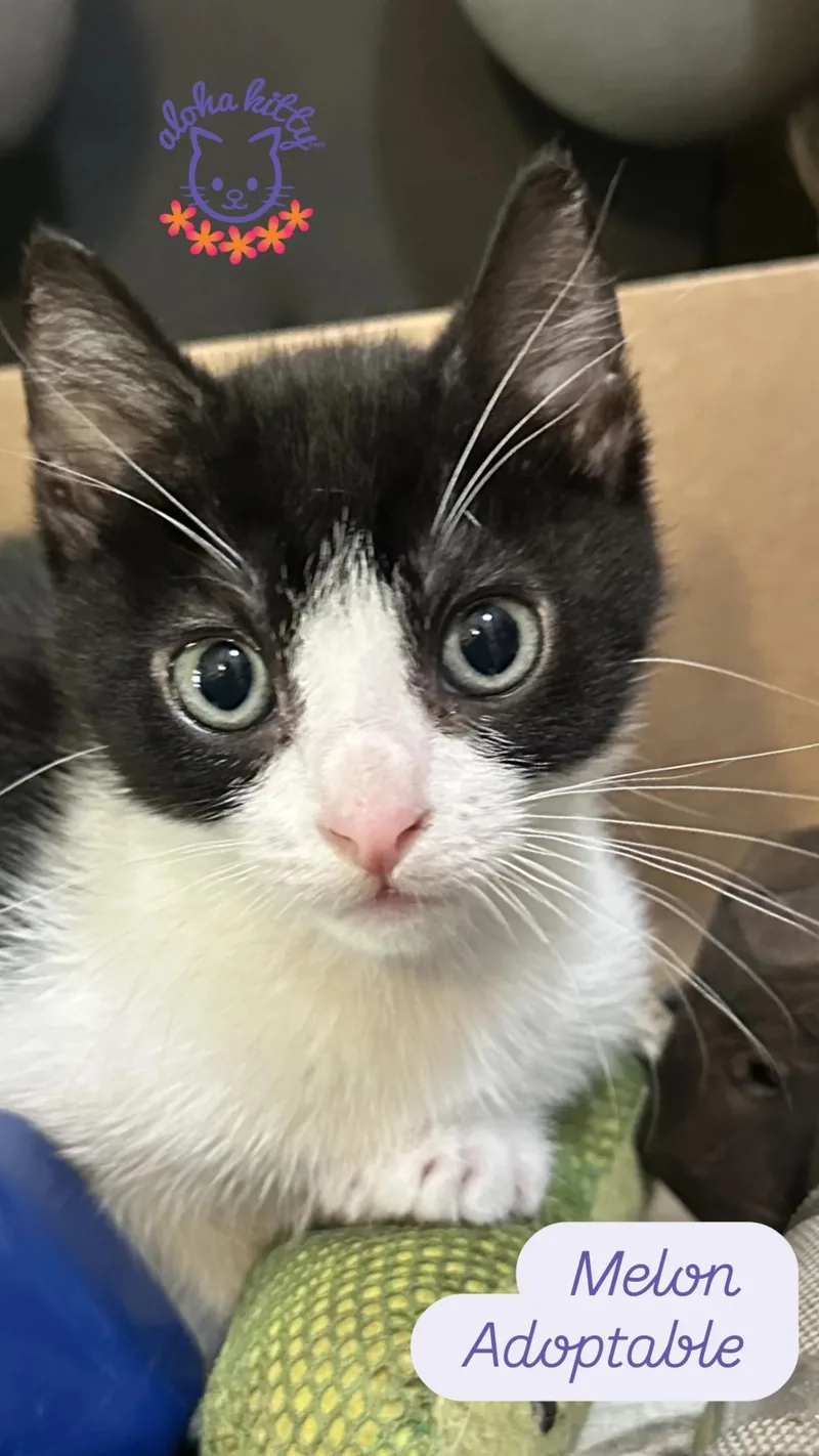 A baby medium-sized female Black & White / Tuxedo Domestic Short Hair cat named Grover for adoption in Honolulu, HI