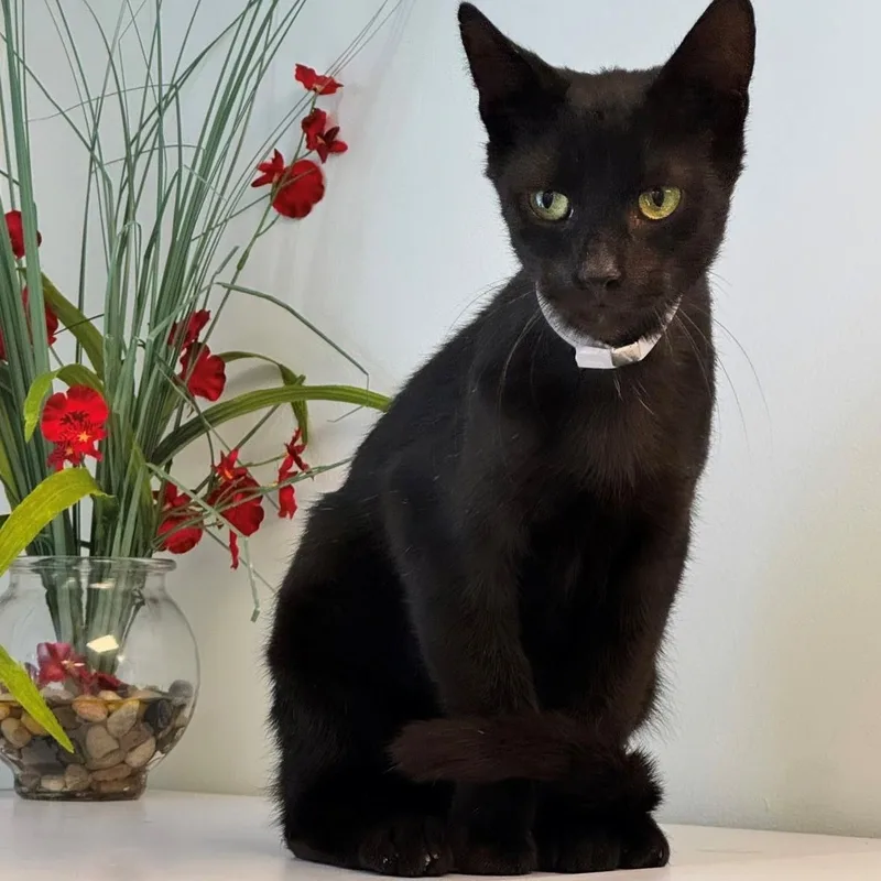 An adult small-sized male Black Domestic Short Hair cat named Pharaoh for adoption in Syosset, NY