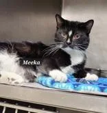 A young medium-sized female Black & White / Tuxedo Domestic Short Hair cat named Meeka for adoption in Moline, IL