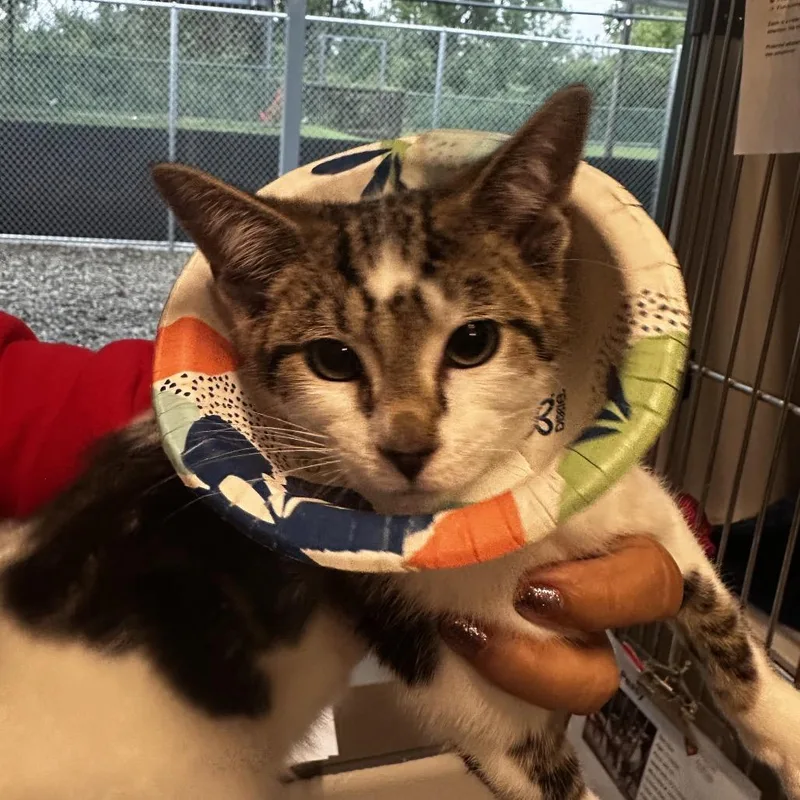 A baby small-sized male White Domestic Short Hair cat named Lemon Squeezy for adoption in Dearborn, MI