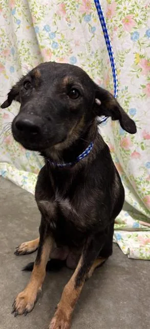 A young medium-sized female Australian Cattle Dog / Blue Heeler dog named Snow White for adoption in Rosenberg, TX