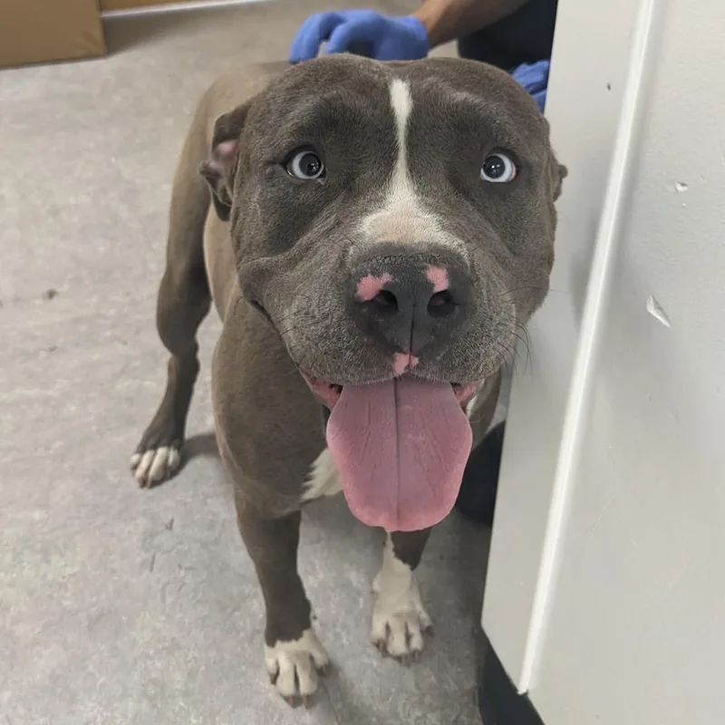 A young large-sized female Gray / Blue / Silver Pit Bull Terrier dog named Blue Eyes for adoption in Philadelphia, PA