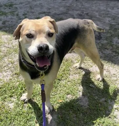 An adult large-sized male Boxer dog named Quiz for adoption in Vero Beach, FL