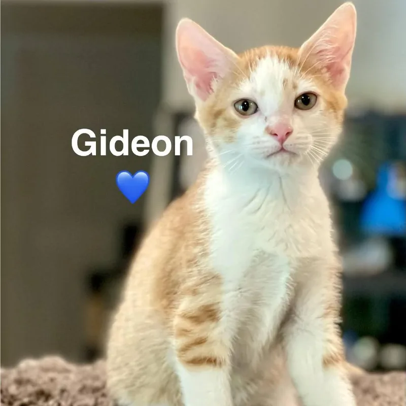A baby small-sized male Orange / Red Domestic Short Hair cat named Gideon for adoption in Peachtree City, GA