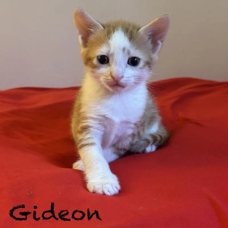 Gideon thumbnail 2