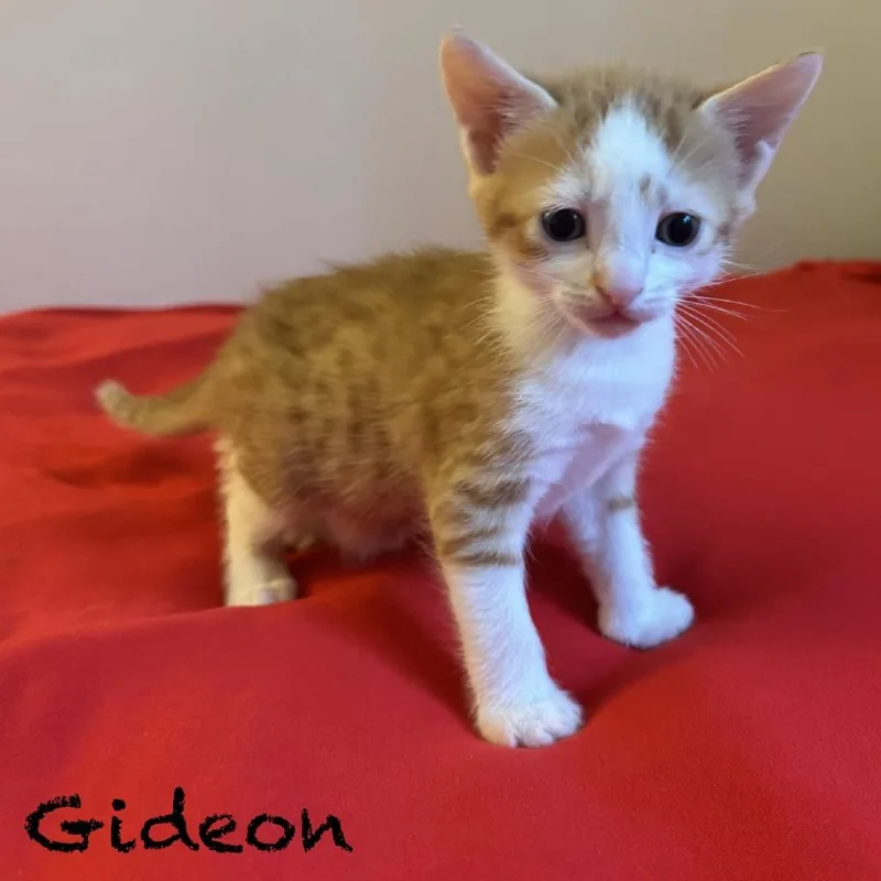 Gideon thumbnail 3