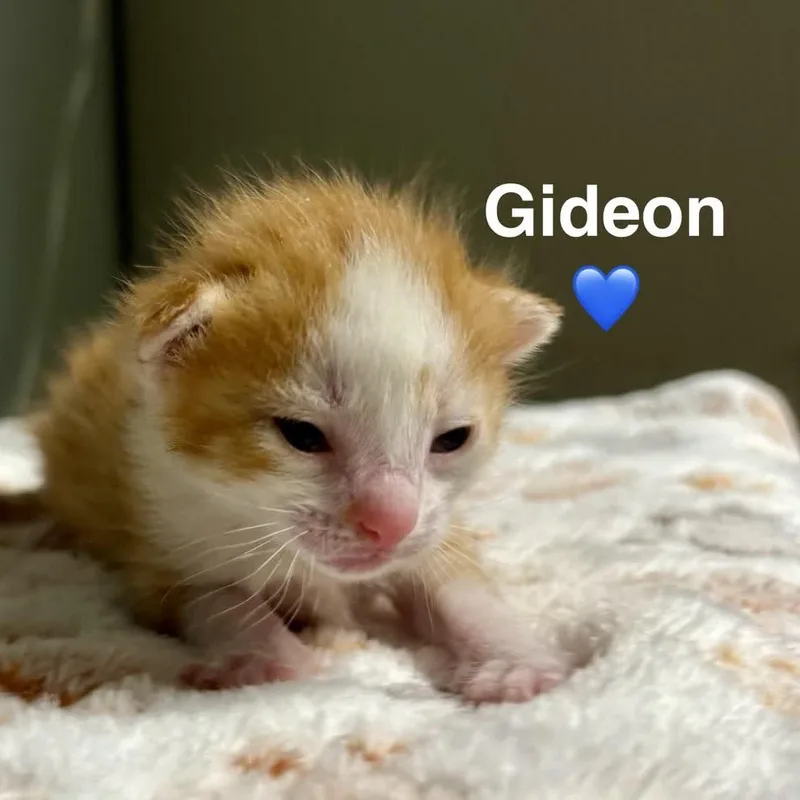 Gideon thumbnail 4