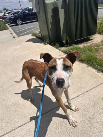 An adult medium-sized male Mixed Breed dog named Dodge for adoption in West Chester, PA