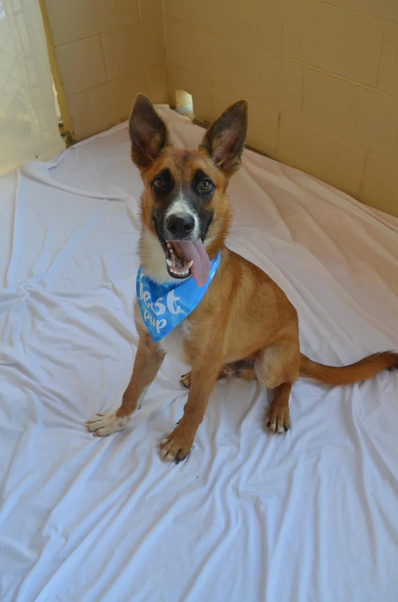 A baby large-sized male Shepherd dog named Flump for adoption in McKinney, TX