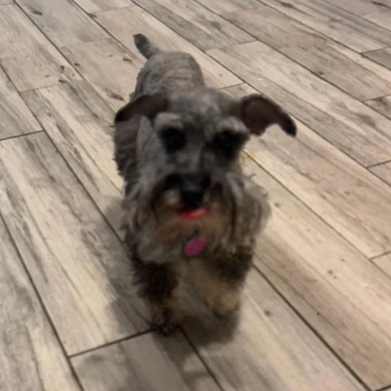 An adult small-sized female Black Miniature Schnauzer dog named Tikka for adoption in Phoenix, AZ