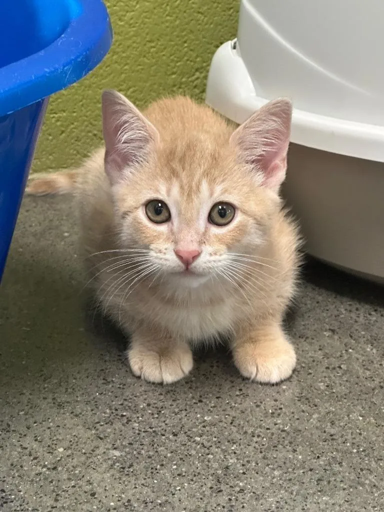 A baby small-sized male Domestic Short Hair cat named Whiskey for adoption in Johnson City, TN