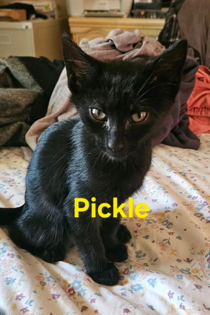 A baby medium-sized male Domestic Short Hair cat named Pickle for adoption in Johnson City, TN