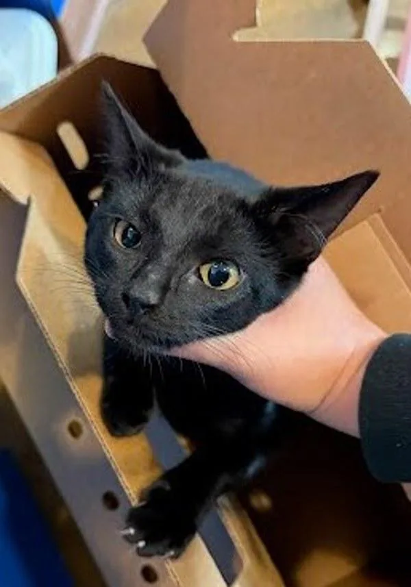 A young small-sized female Domestic Short Hair cat named Treetop for adoption in Austin, TX