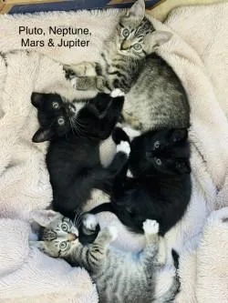 A baby small-sized female Domestic Short Hair cat named Jupiter for adoption in Gainesville, FL