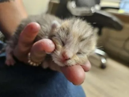 A baby small-sized female Domestic Short Hair cat named Pomegranate for adoption in Gainesville, FL