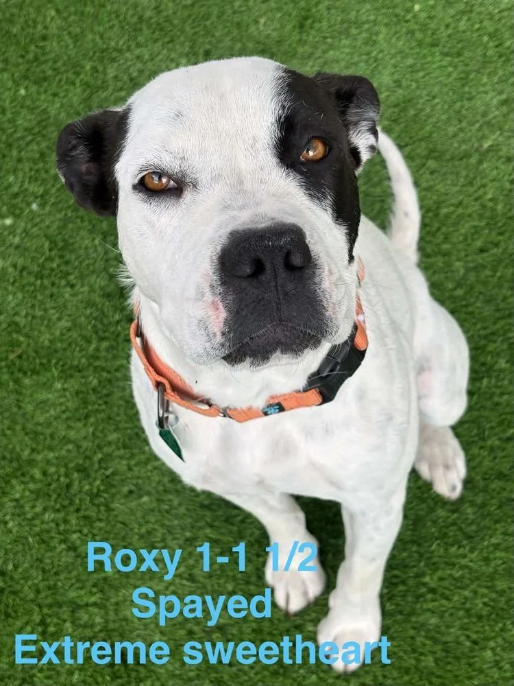 Roxy