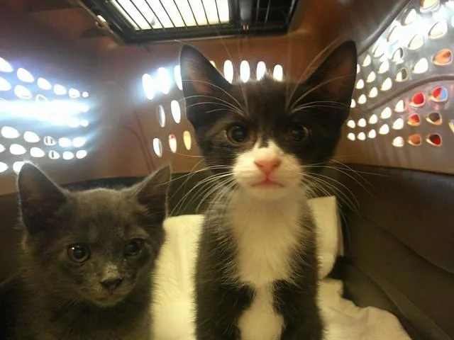 A baby small-sized male Domestic Short Hair cat named A for adoption in Ocala, FL