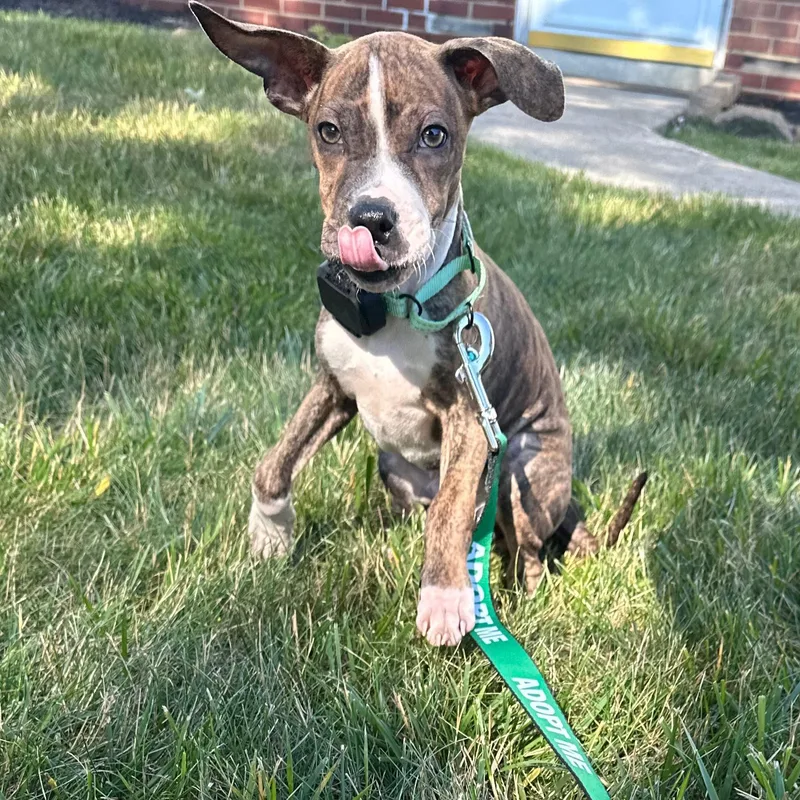 A baby medium-sized male Brindle Mixed Breed dog named Bruno Mars for adoption in Baldwin, MD