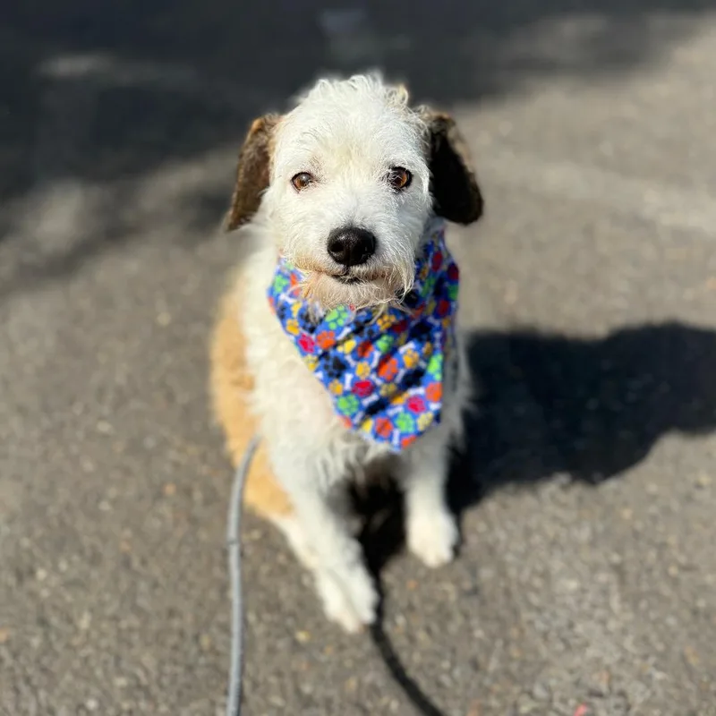 A young small-sized male White / Cream Terrier dog named Erwin for adoption in Newberg, OR