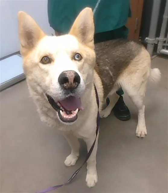 An adult large-sized male Husky dog named Leo for adoption in Phoenix, AZ