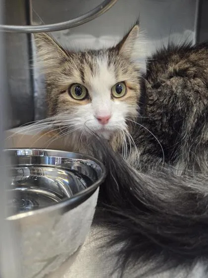 A baby large-sized female Brown / Chocolate Domestic Medium Hair cat named Anabel for adoption in El Paso, TX