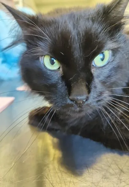 An adult large-sized male Domestic Long Hair cat named Blake for adoption in Lafayette, IN