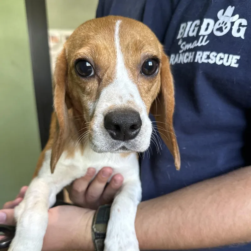 A young small-sized female Yellow / Tan / Blond / Fawn Beagle dog named Tootsie for adoption in LOXAHATCHEE, FL