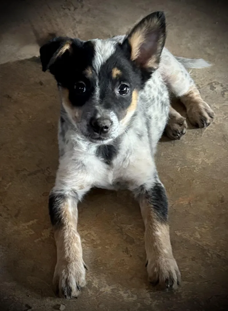 A baby medium-sized female Tricolor (Brown, Black, & White) Australian Cattle Dog / Blue Heeler dog named BoPeep for adoption in Chinle, AZ