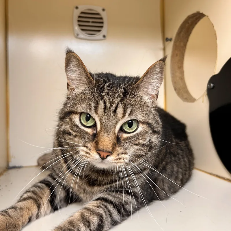 An adult large-sized female Tabby (Brown / Chocolate) Domestic Short Hair cat named Annie for adoption in Myerstown, PA