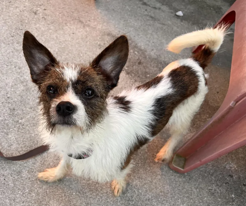 A young small-sized male Brown / Chocolate Jack Russell Terrier dog named Scruffy for adoption in Egg Harbor City, NJ
