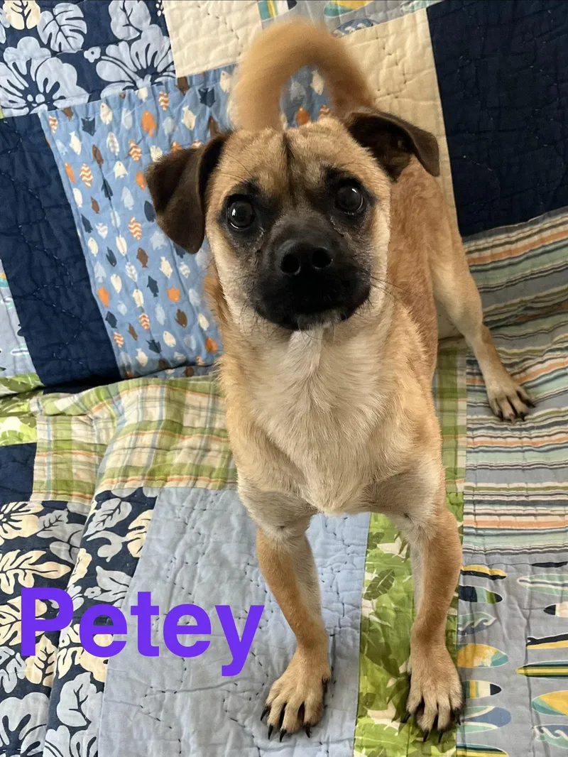 Petey