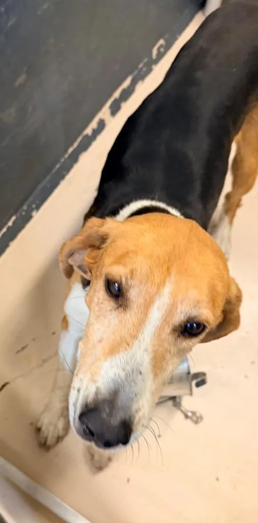 An adult medium-sized male Hound dog named Lego for adoption in Mineral, VA