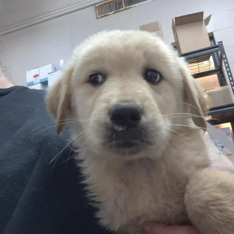 A baby small-sized male White / Cream Mixed Breed dog named Wesley for adoption in Ardmore, OK