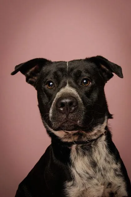 A young medium-sized male Black Border Collie dog named Dakota for adoption in Jackson, GA