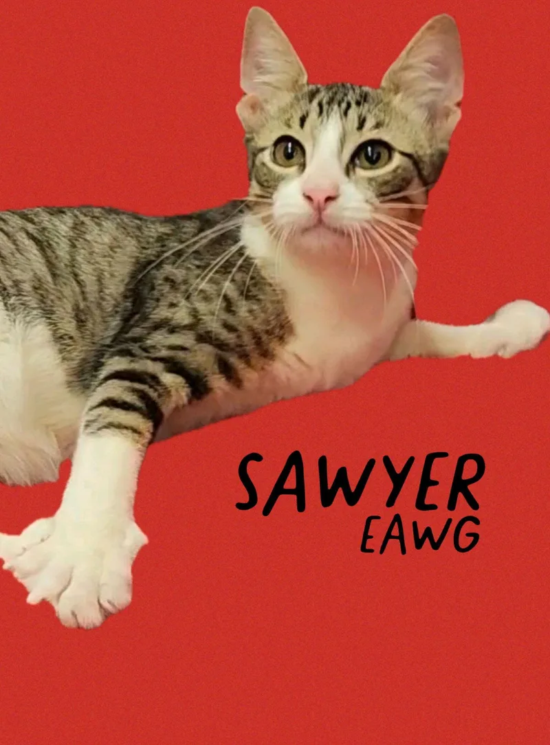 Sawyer
