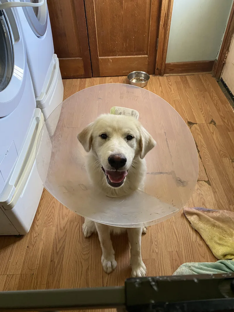 A young large-sized female White / Cream Great Pyrenees dog named Arya for adoption