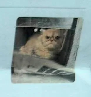 A young medium-sized male Persian cat named Mr. Grimley for adoption in New Braunfels, TX
