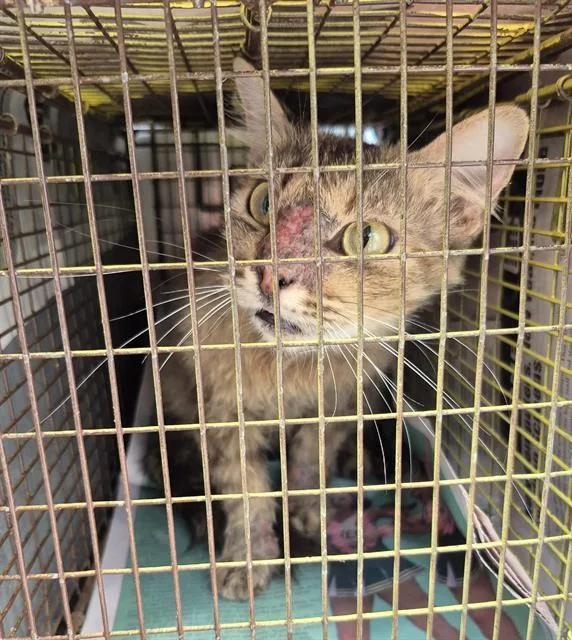A young medium-sized female Domestic Medium Hair cat named Taffy for adoption in San Antonio, TX