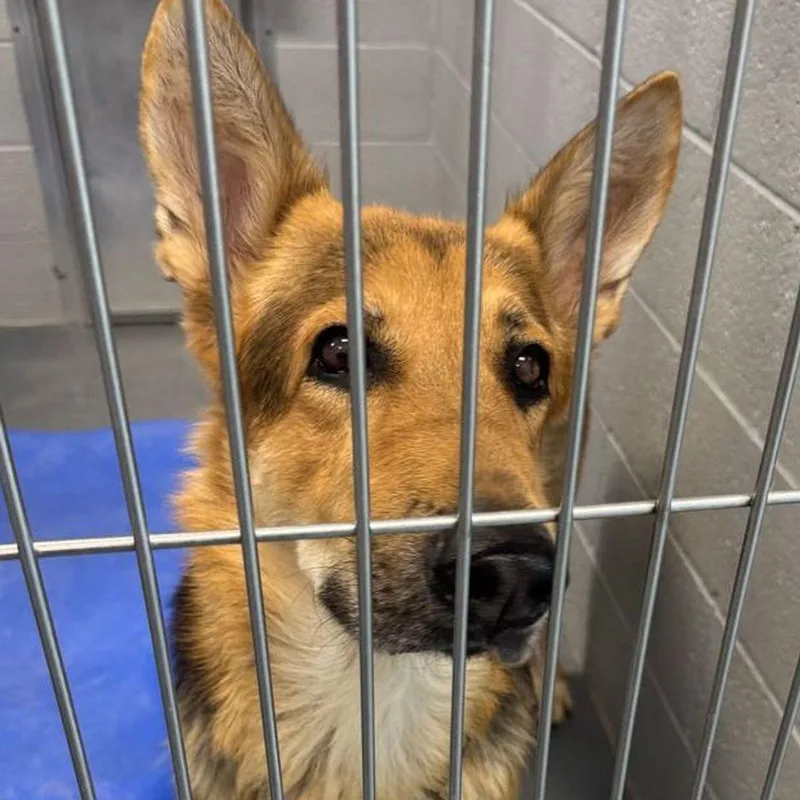 An adult large-sized male German Shepherd Dog dog named Sarge for adoption in Kingman, AZ