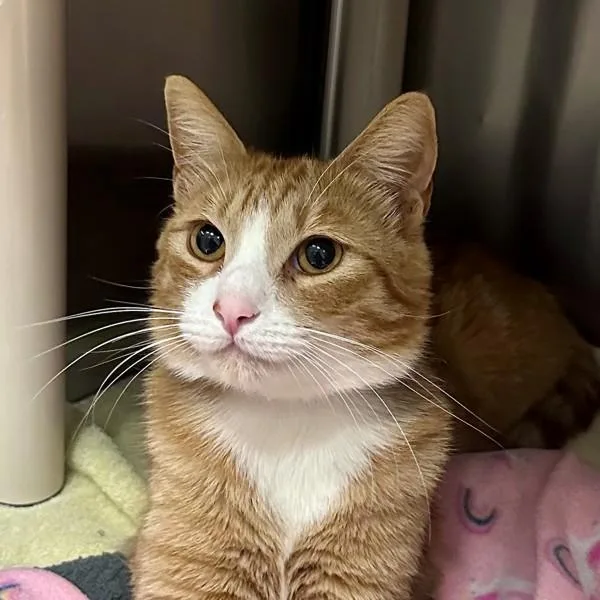 A young small-sized male Domestic Short Hair cat named Borsch for adoption in Walnut Creek, CA
